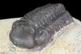 Bargain, Reedops Trilobite Fossil - Good Eye Facets #68655-1